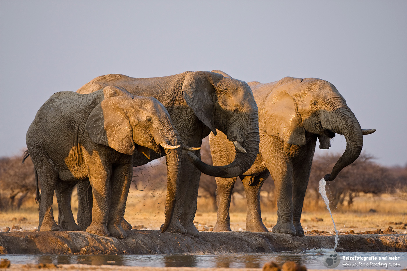 Afrikanische Elefanten (Loxodonta africana)