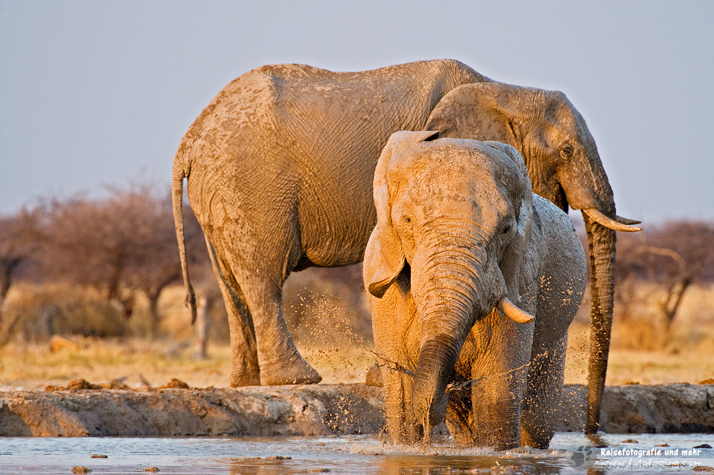 Afrikanische Elefanten (Loxodonta africana)