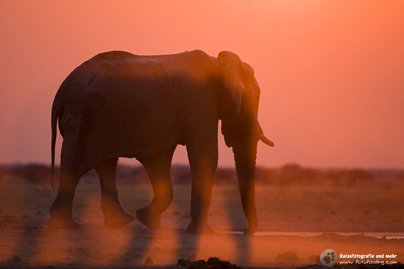 Afrikanischer Elefant (Loxodonta africana)