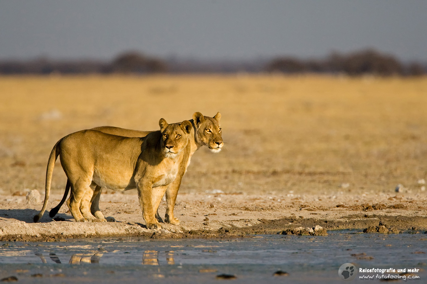 Löwin (Panthera leo)
