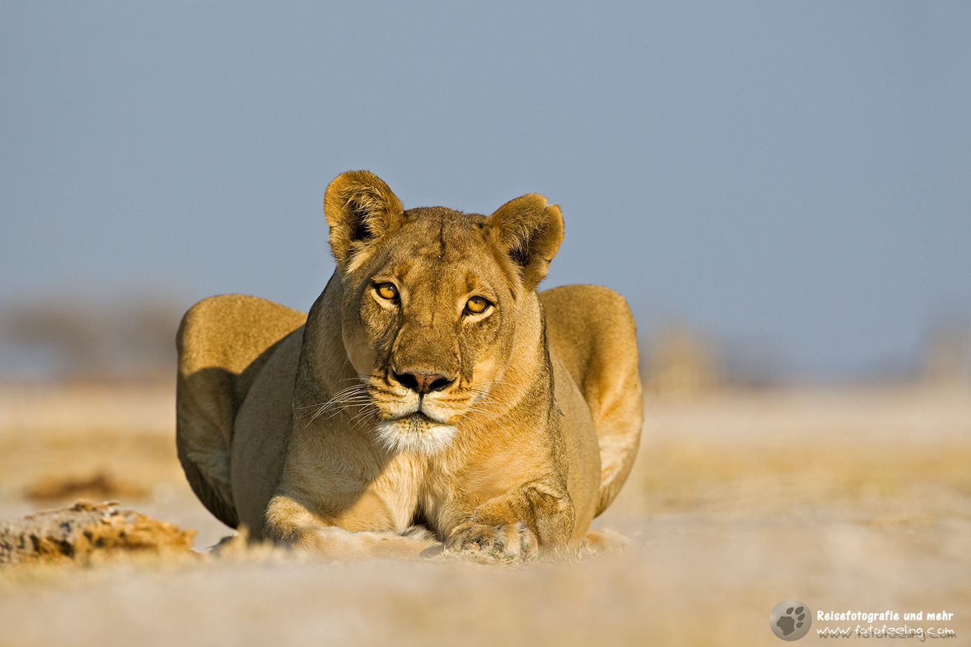 Löwin (Panthera leo)