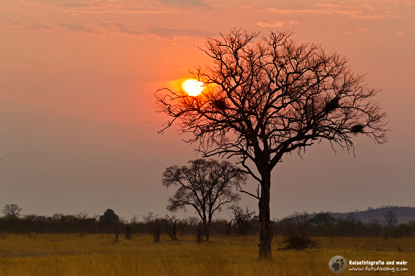 Sonnenuntergang in Savuti