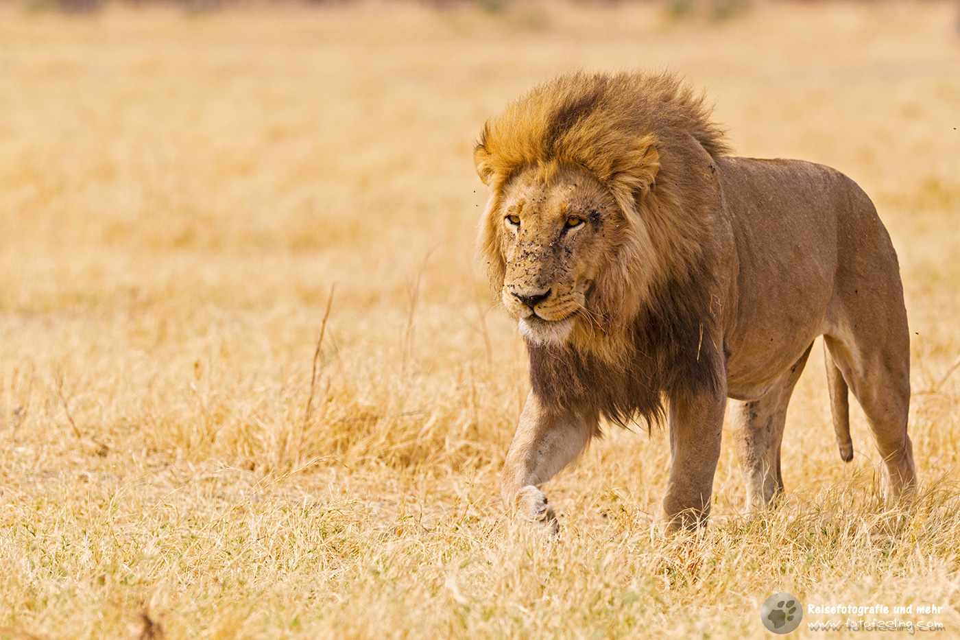 Löwe (Panthera leo)