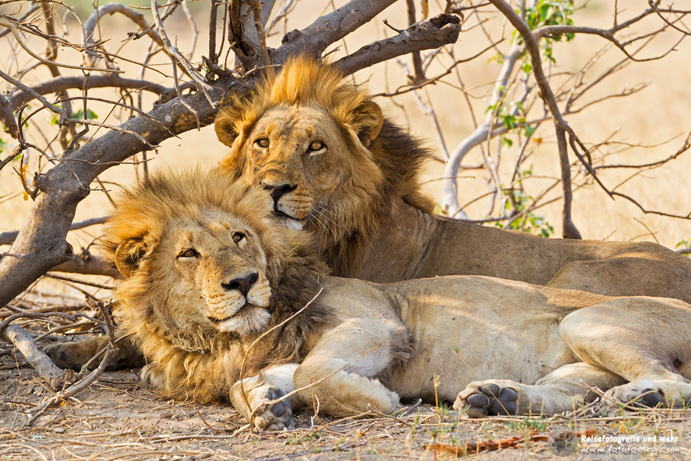 Löwen (Panthera leo)