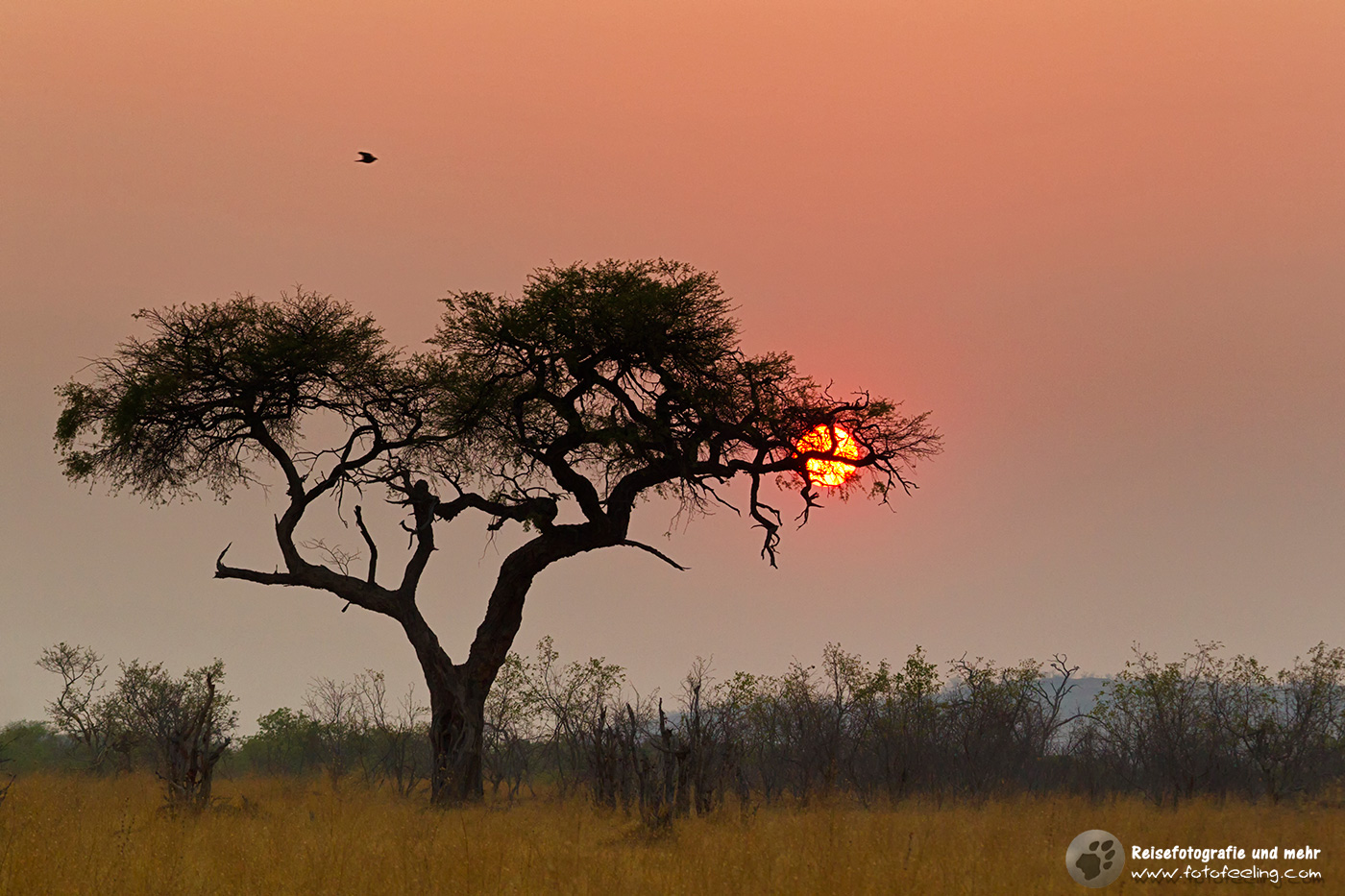 Sonnenuntergang in Savuti