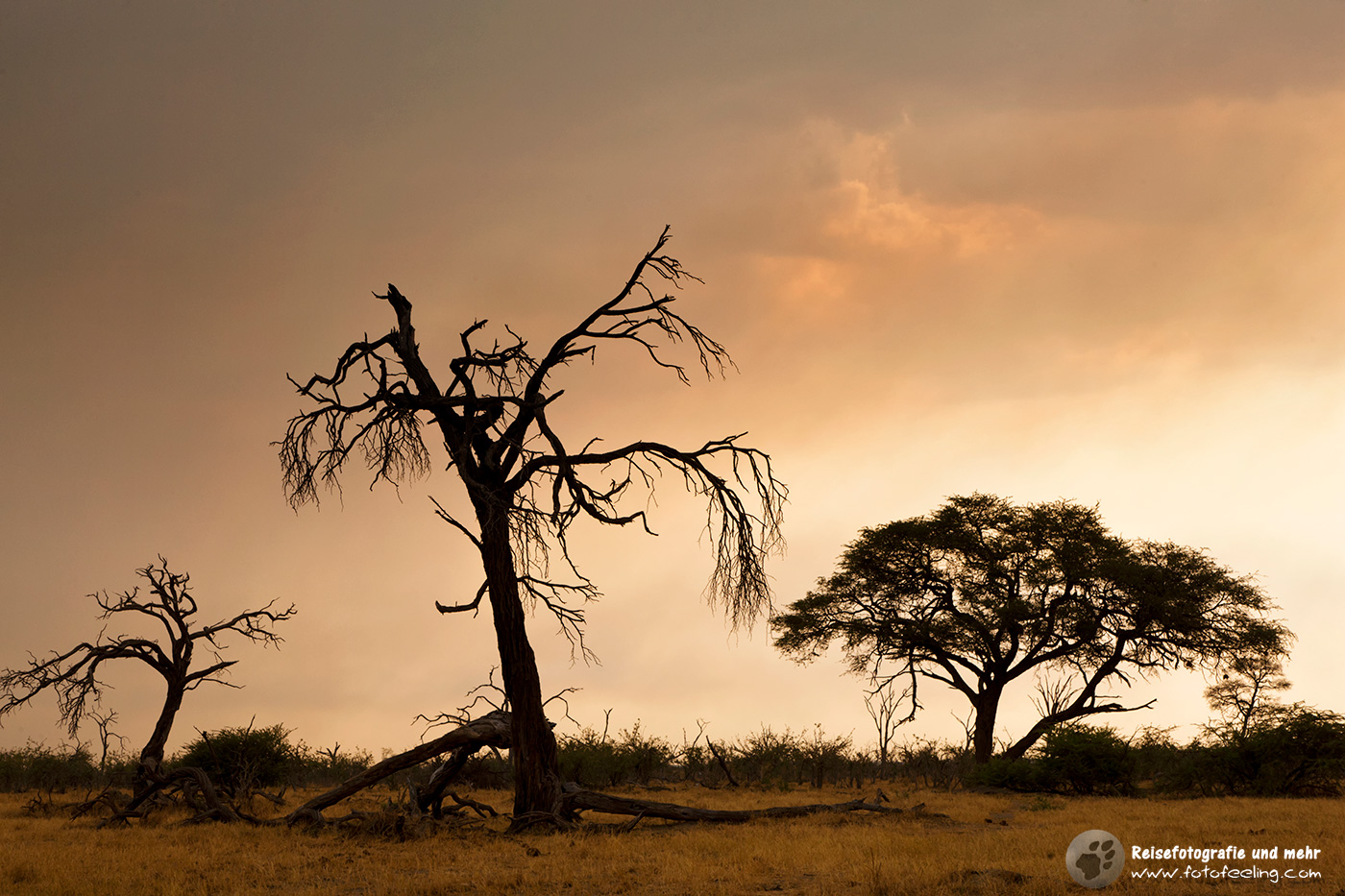 Sonnenuntergang in Savuti