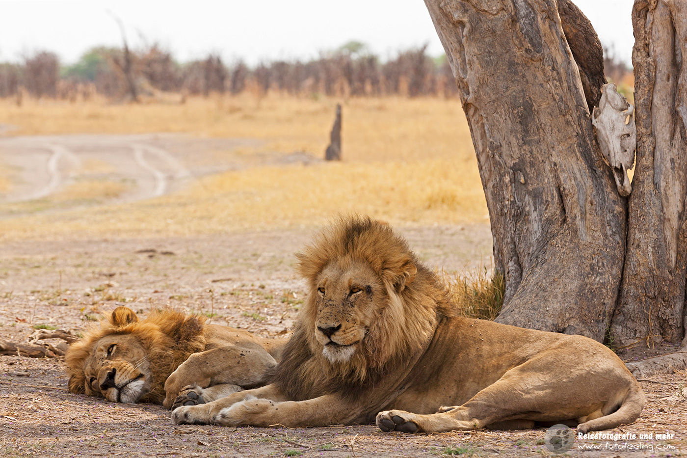 Pascha - Löwen (Panthera leo)