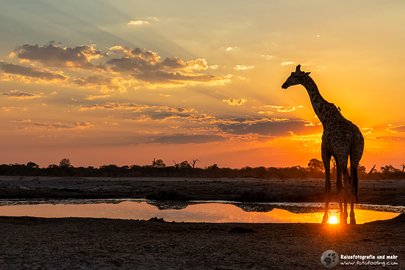 Giraffe zum Sonnenuntergang am Wasserloch