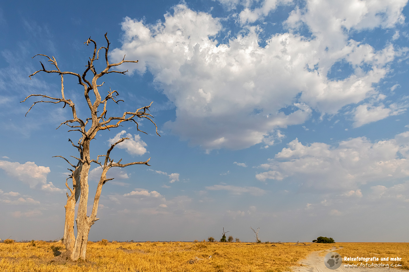 Savuti Landschaft