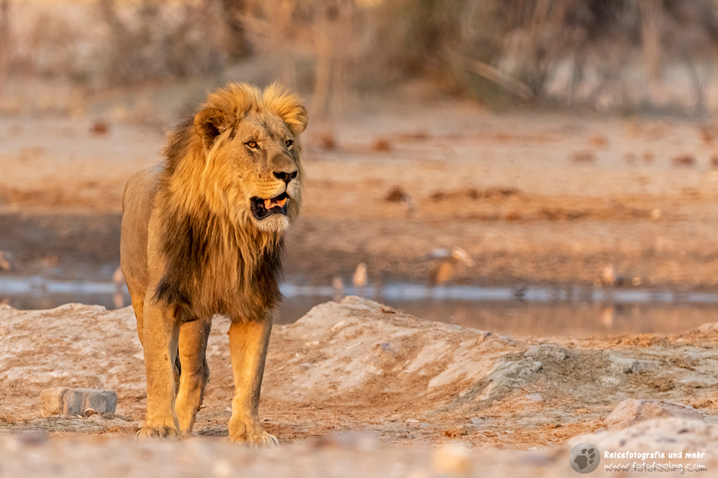 Löwen Pascha (Panthera leo)
