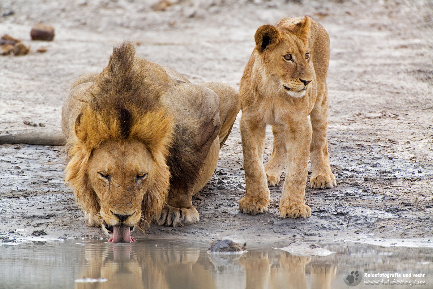 öwe mit Jungtier beim Trinken (Panthera leo)