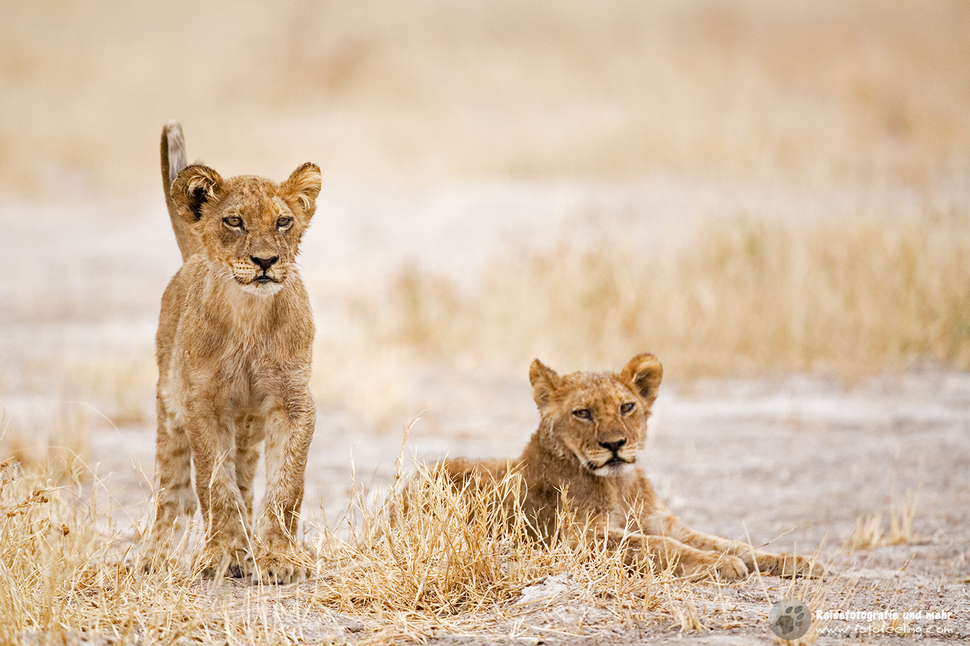 Löwe, Jungtiere (Panthera leo)