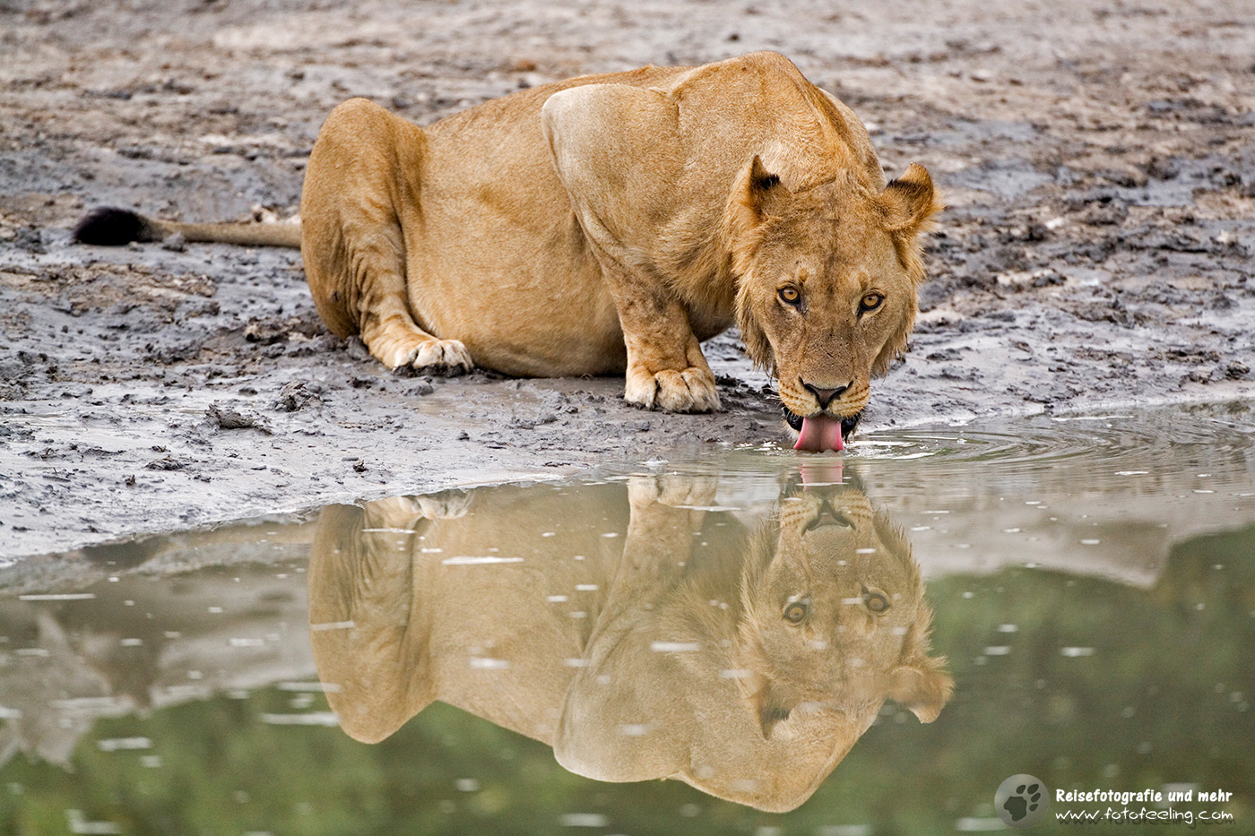 Löwe (Panthera leo) beim Trinken