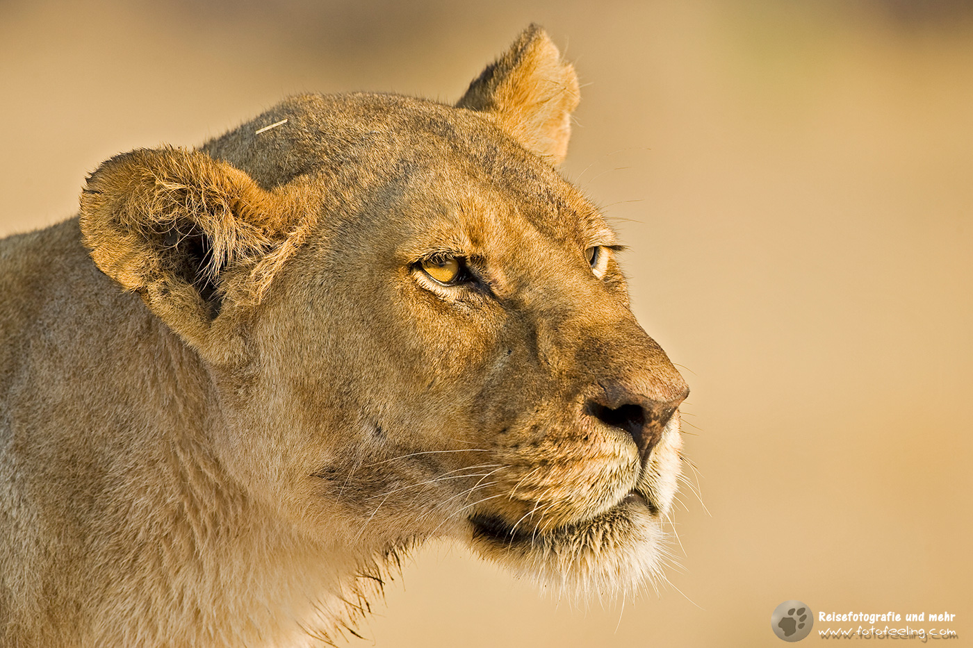 Löwin, Löwe (Panthera leo)