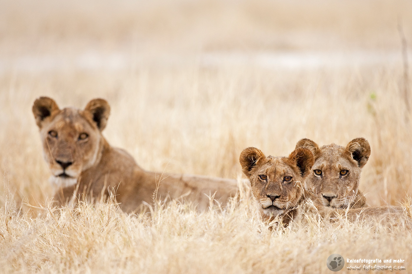 Löwen (Panthera leo)
