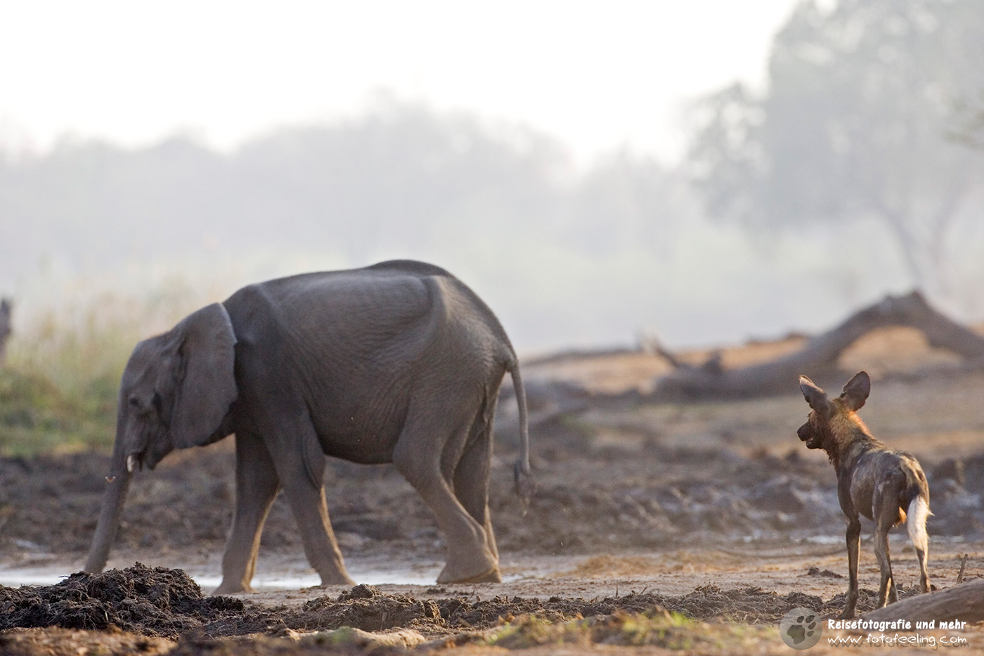 Afrikanischer Wildhund (Lycaon pictus) mit einem Elefantenkalb