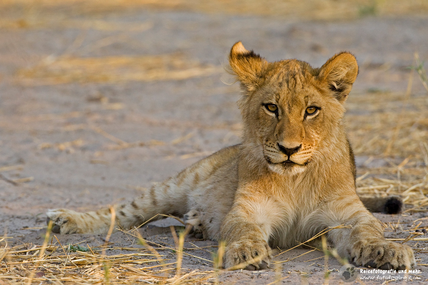 Löwenjunges (Panthera leo)