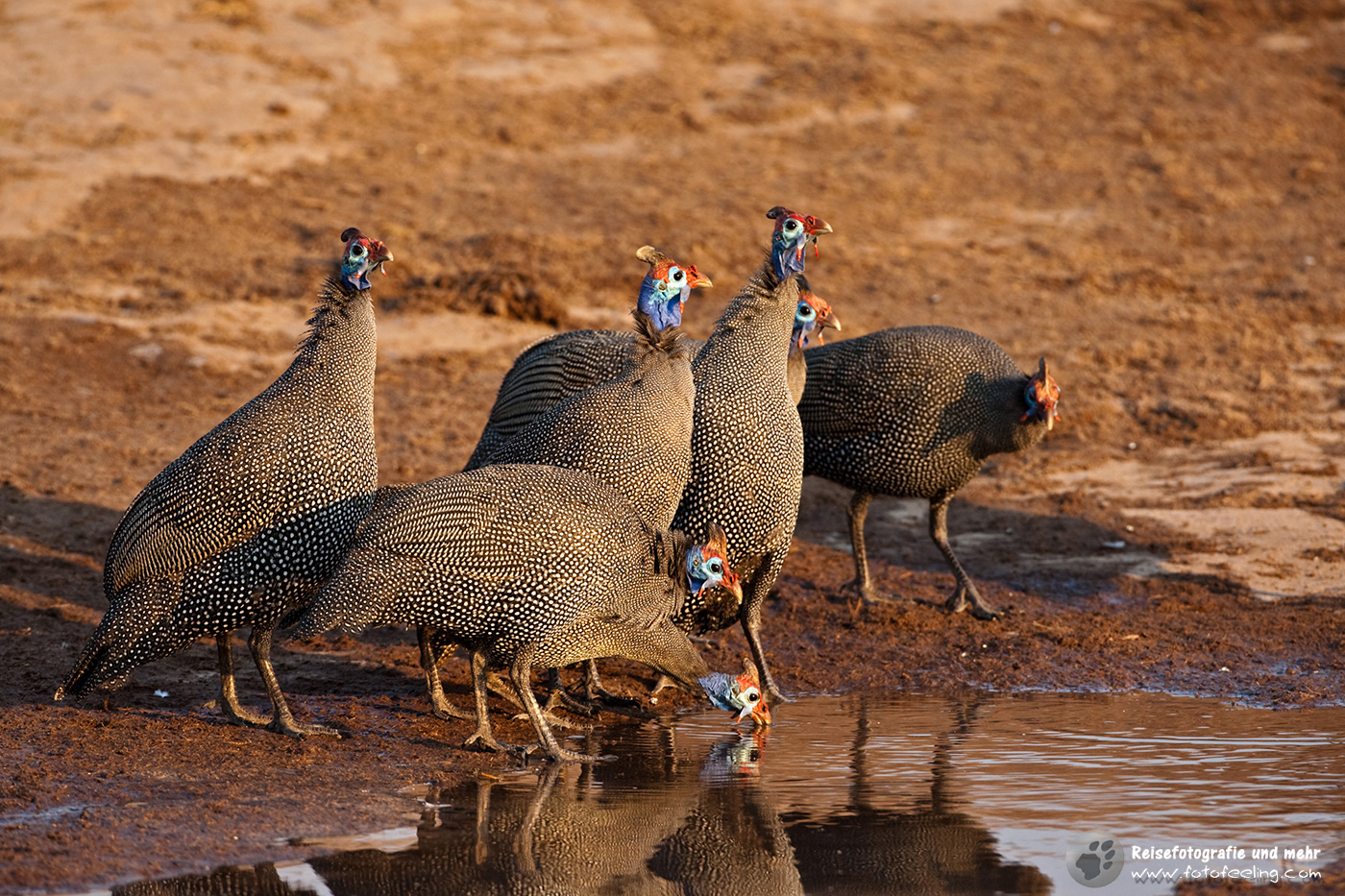 Perlhühner (Numididae)