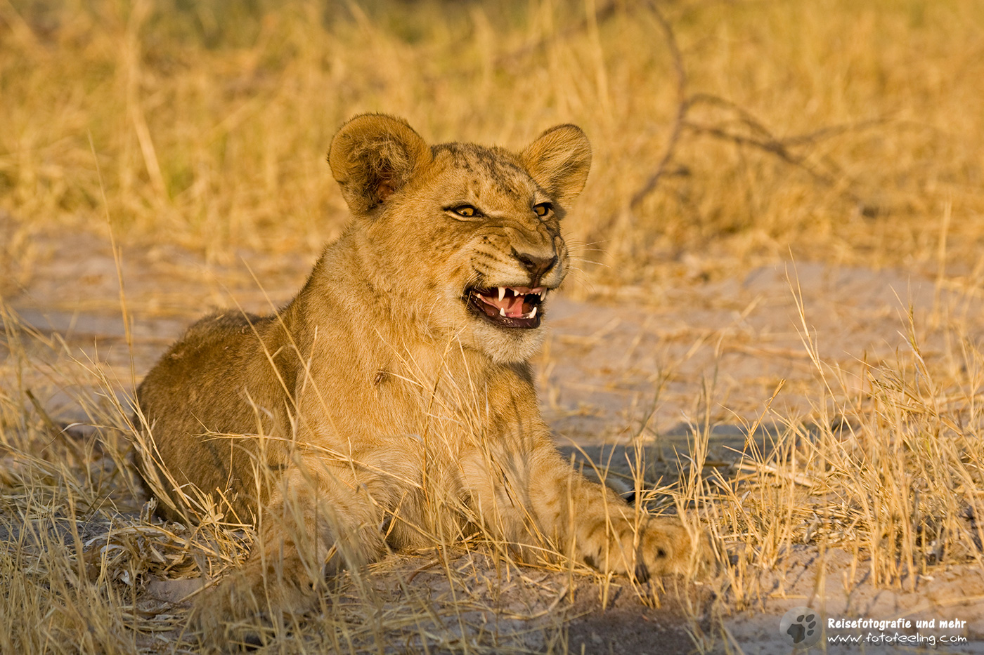 Löwenjunges (Panthera leo)
