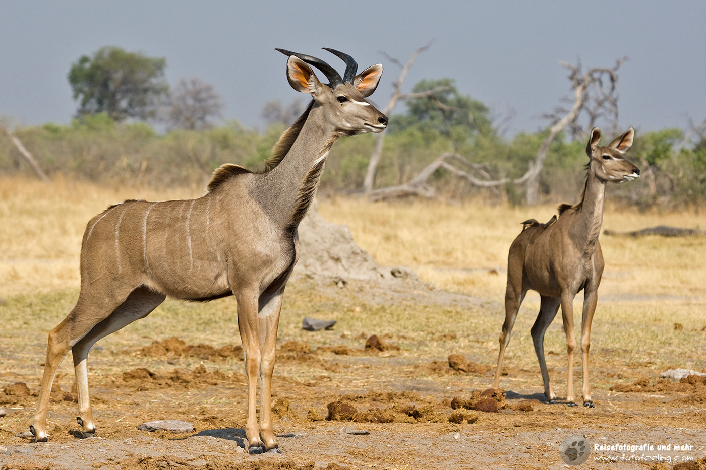 Großer Kudu (Strepsiceros)