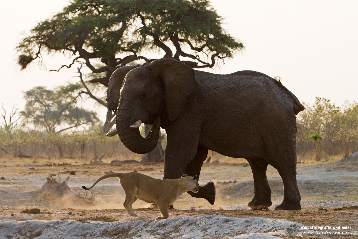 Löwe (Panthera leo) und Afrikanischer Elefant (Loxodonta africana)