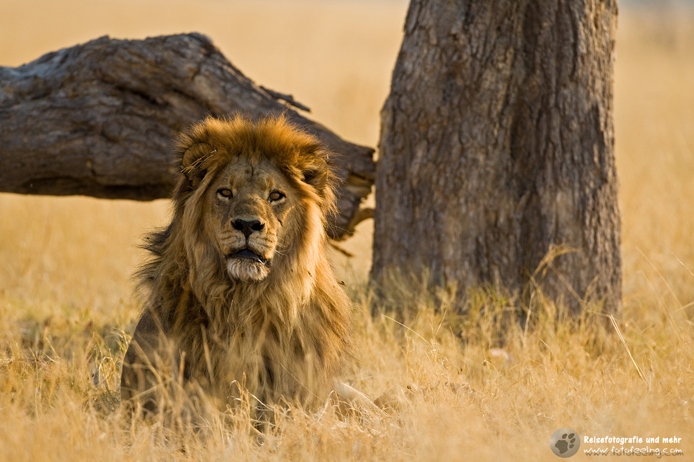 Löwe (Panthera leo)