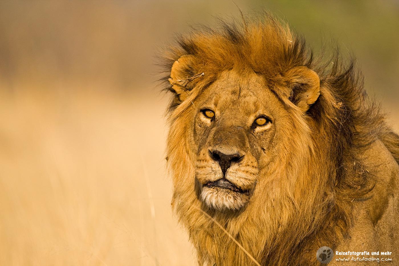 Löwe (Panthera leo)