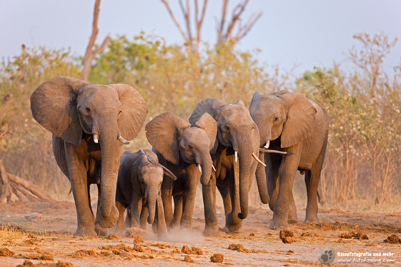 Afrikanische Elefanten (Loxodonta africana)