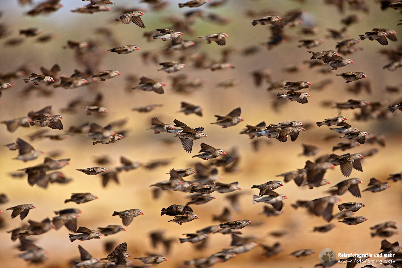 Blutschnabelweber (Quelea quelea)