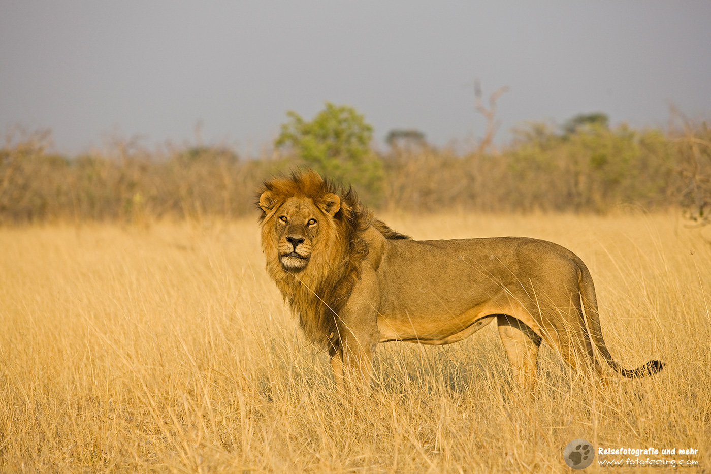 Löwe (Panthera leo)