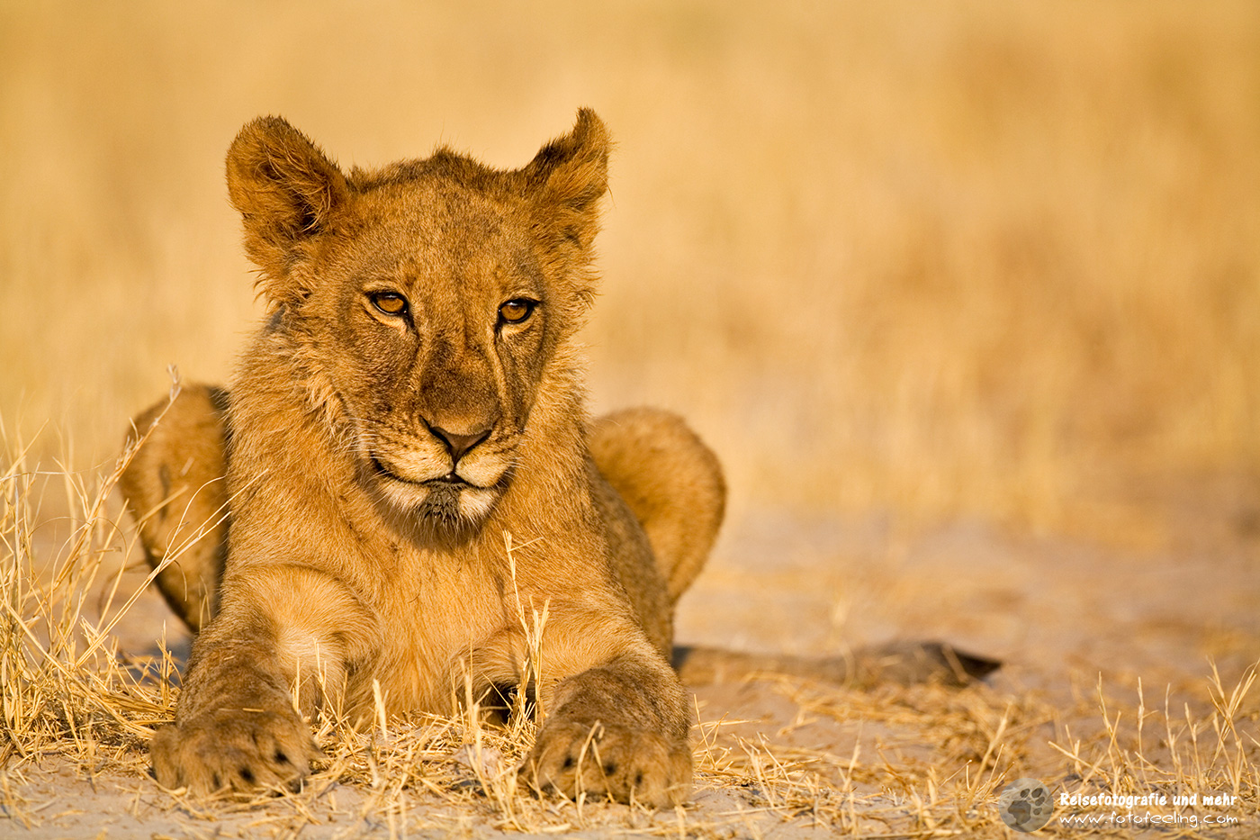 Löwen Junges (Panthera leo)