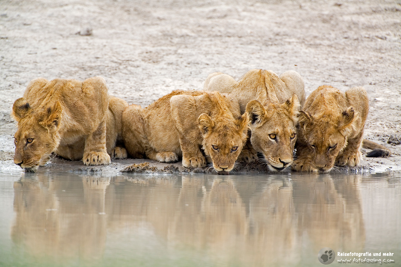 Löwin mit Jungtieren beim Trinken (Panthera leo)