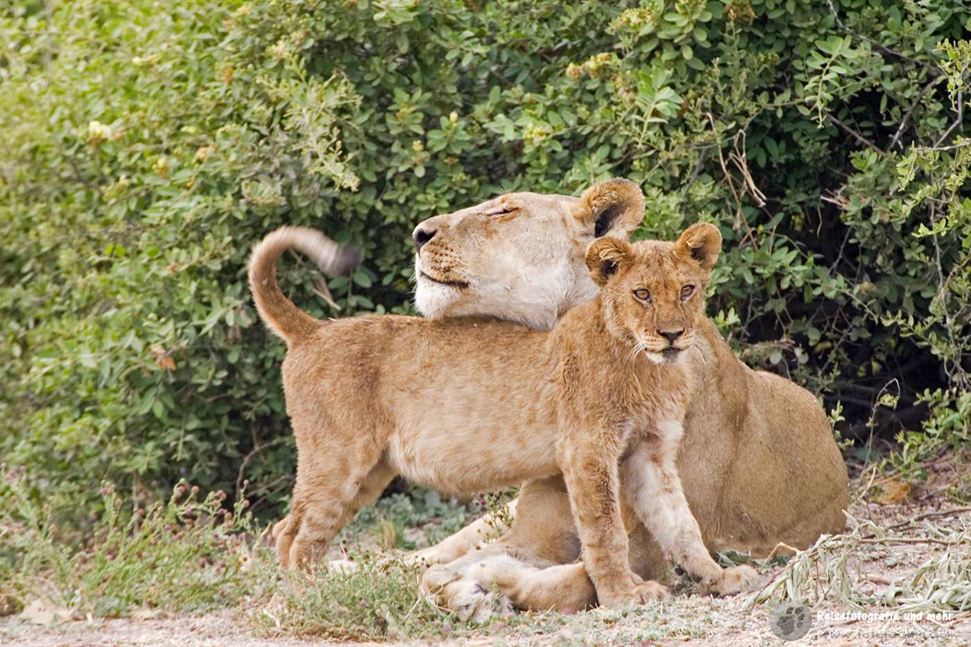 Löwin mit Jungtier (Panthera leo)