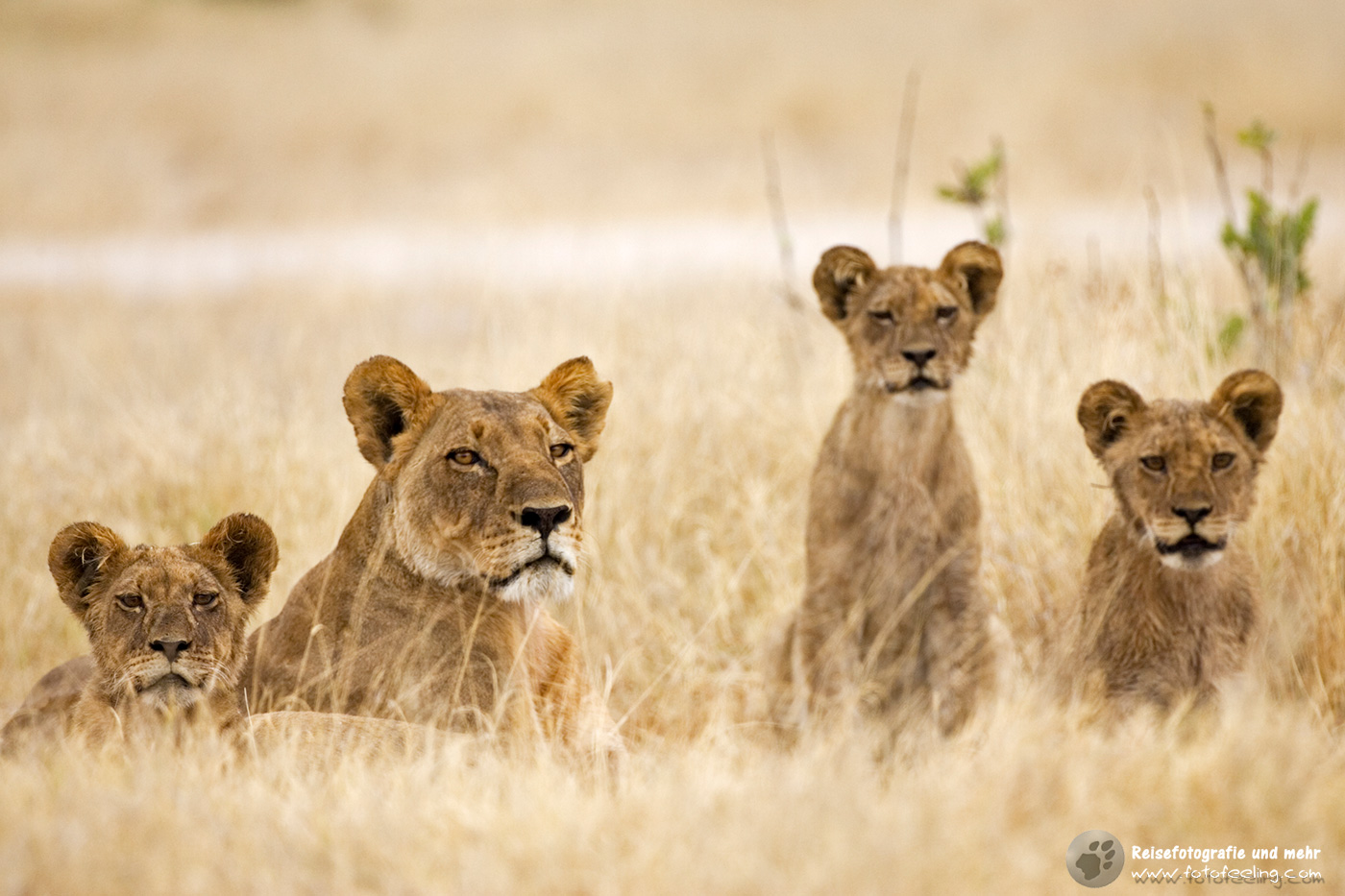 Löwin mit Jungtieren (Panthera leo) im hohen Gras