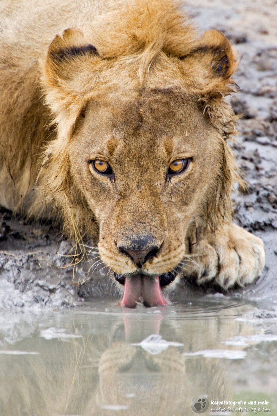 Löwe (Panthera leo) beim Trinken