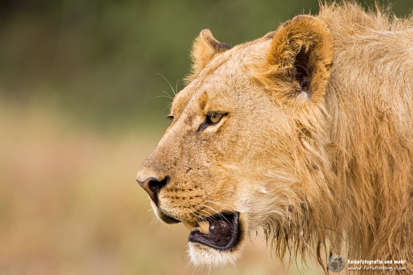 Löwe (Panthera leo)