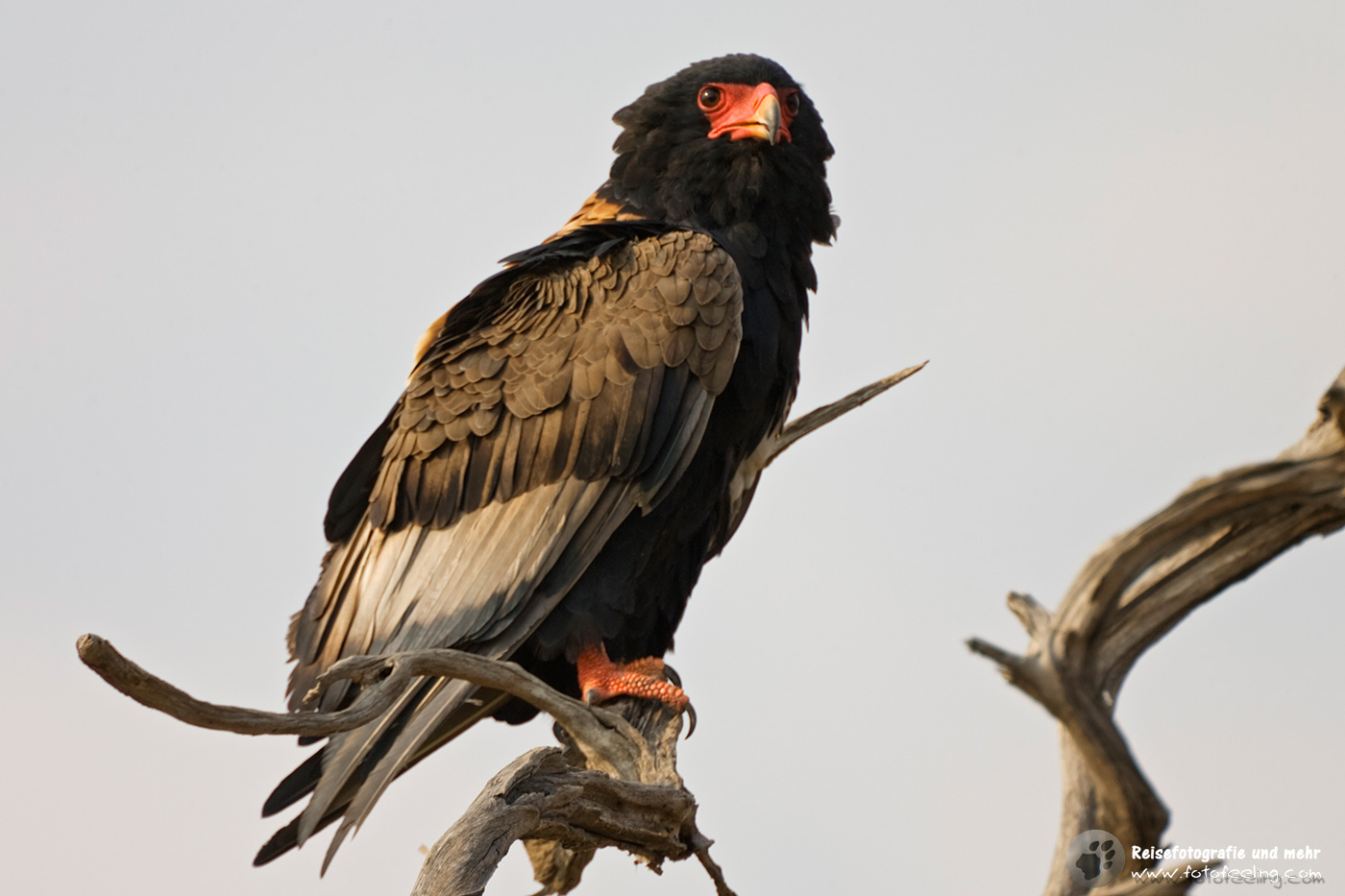 Gaukler - Terathopius ecaudatus - Bateleur, Moremi NP, Botswana