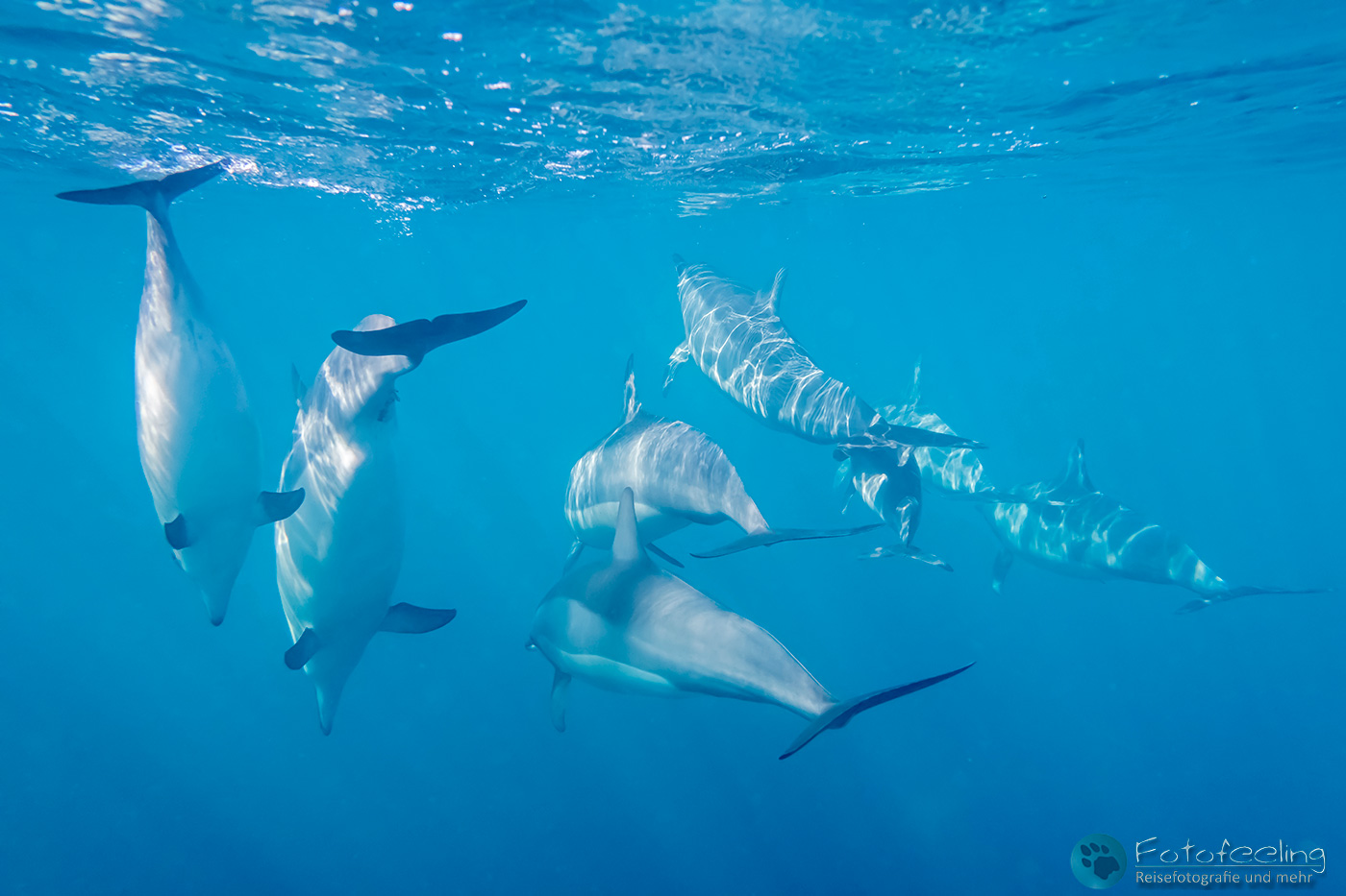 Große Tümmler (Tursiops truncatus)
