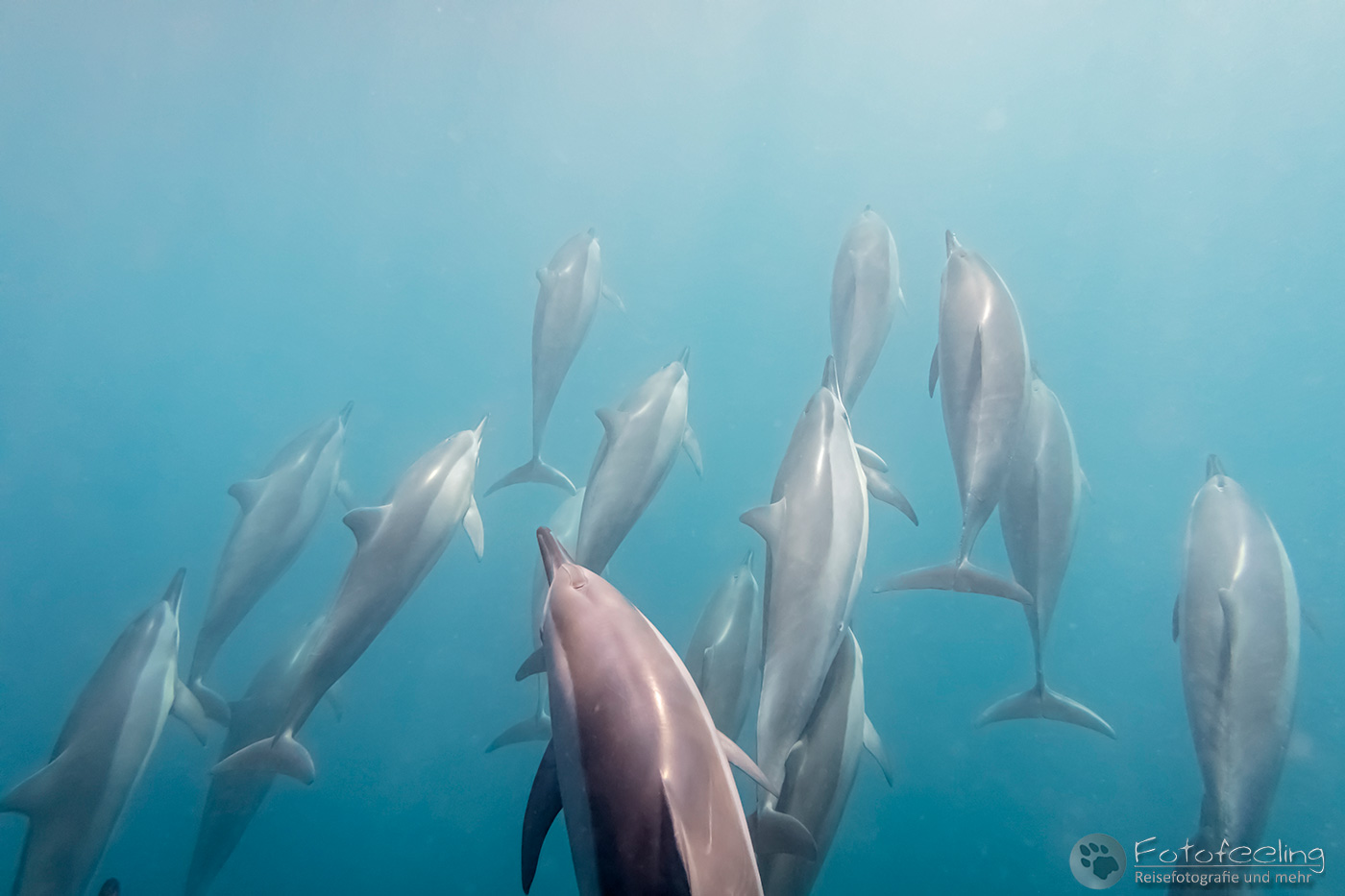 Große Tümmler (Tursiops truncatus)