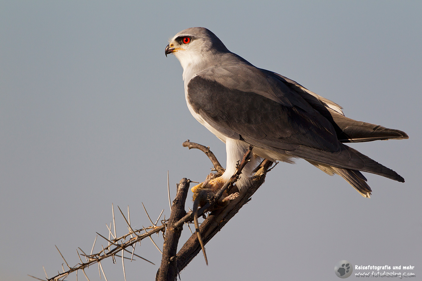 Gleitaar (Elanus caeruleus) mit erbeuteter Maus