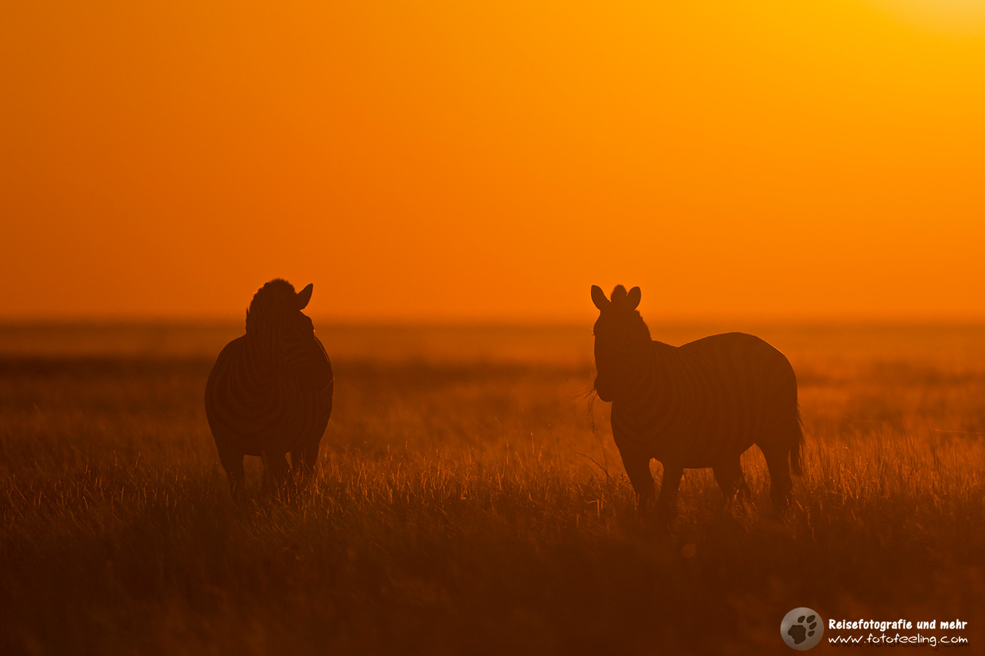 Zebras im Abendlicht
