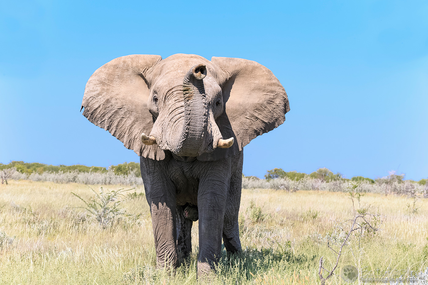 Afrikanischer Elefant (Loxodonta africana), en: African Elephant