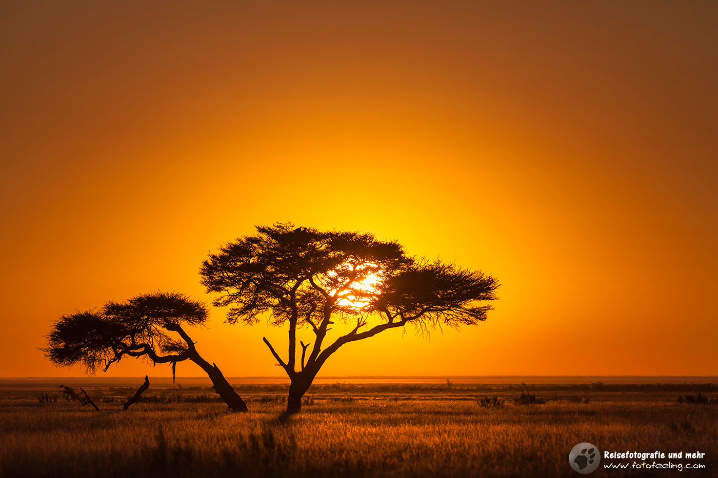 Schirmakazie im Sonnenaufgang