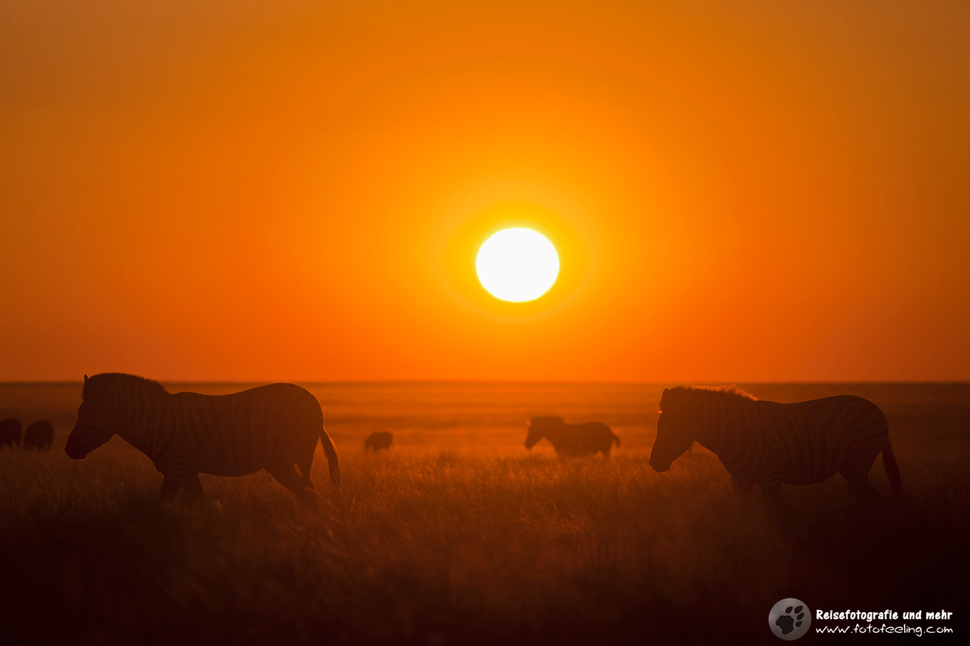 Zebras im Abendlicht