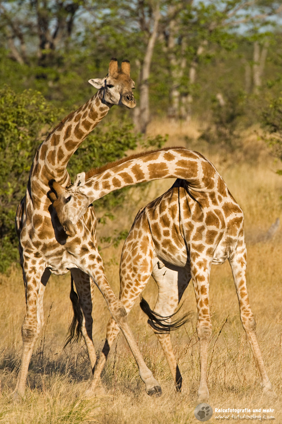 Giraffenbullen beim Kämpfen (Giraffa camelopardalis)