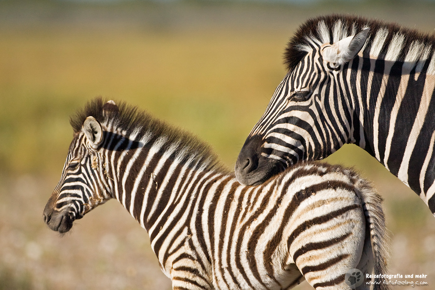 Steppenzebra (Equus quagga burchelli) Mutter mit Fohlen