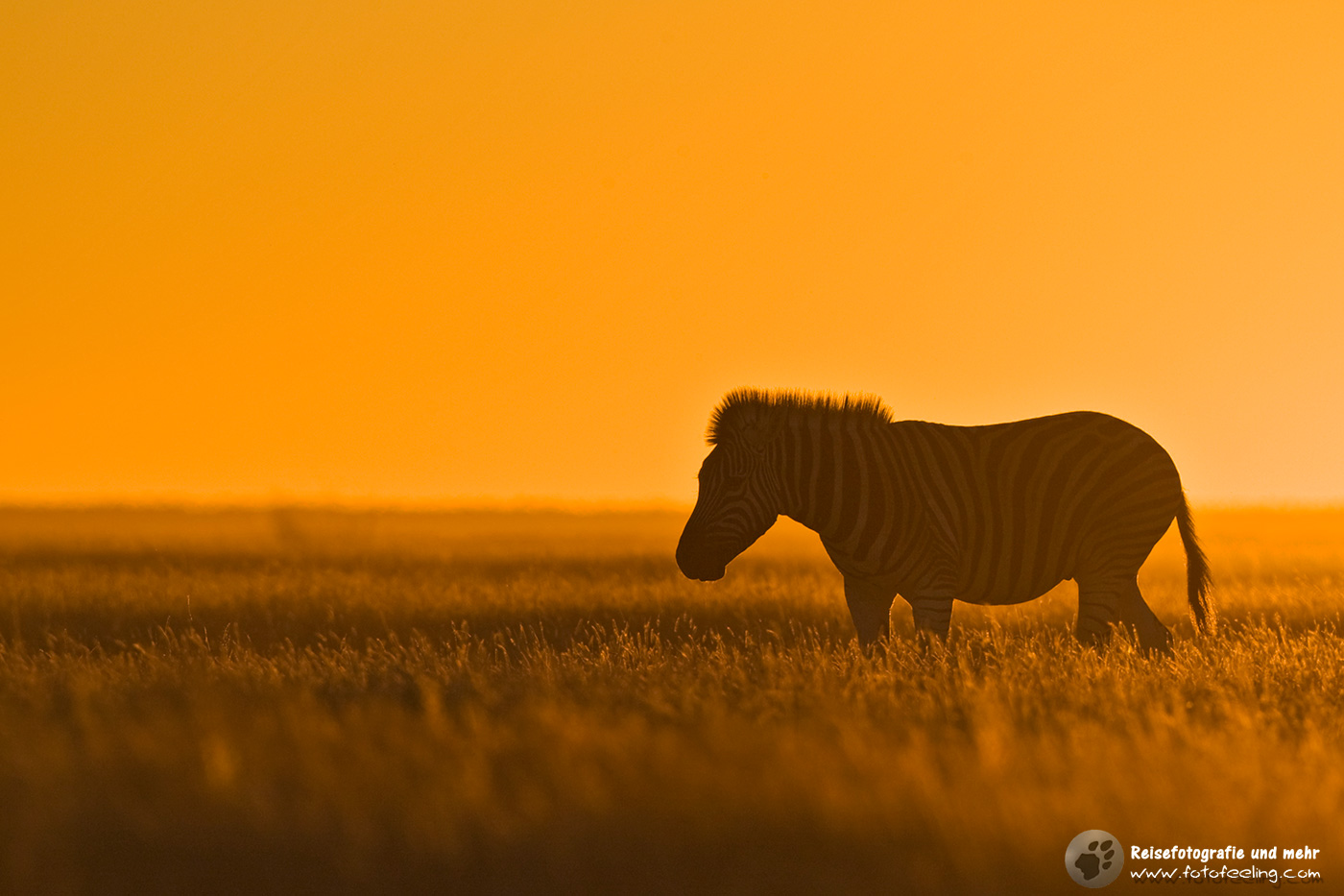 Steppenzebra (Equus quagga burchelli) im Sonnenuntergang