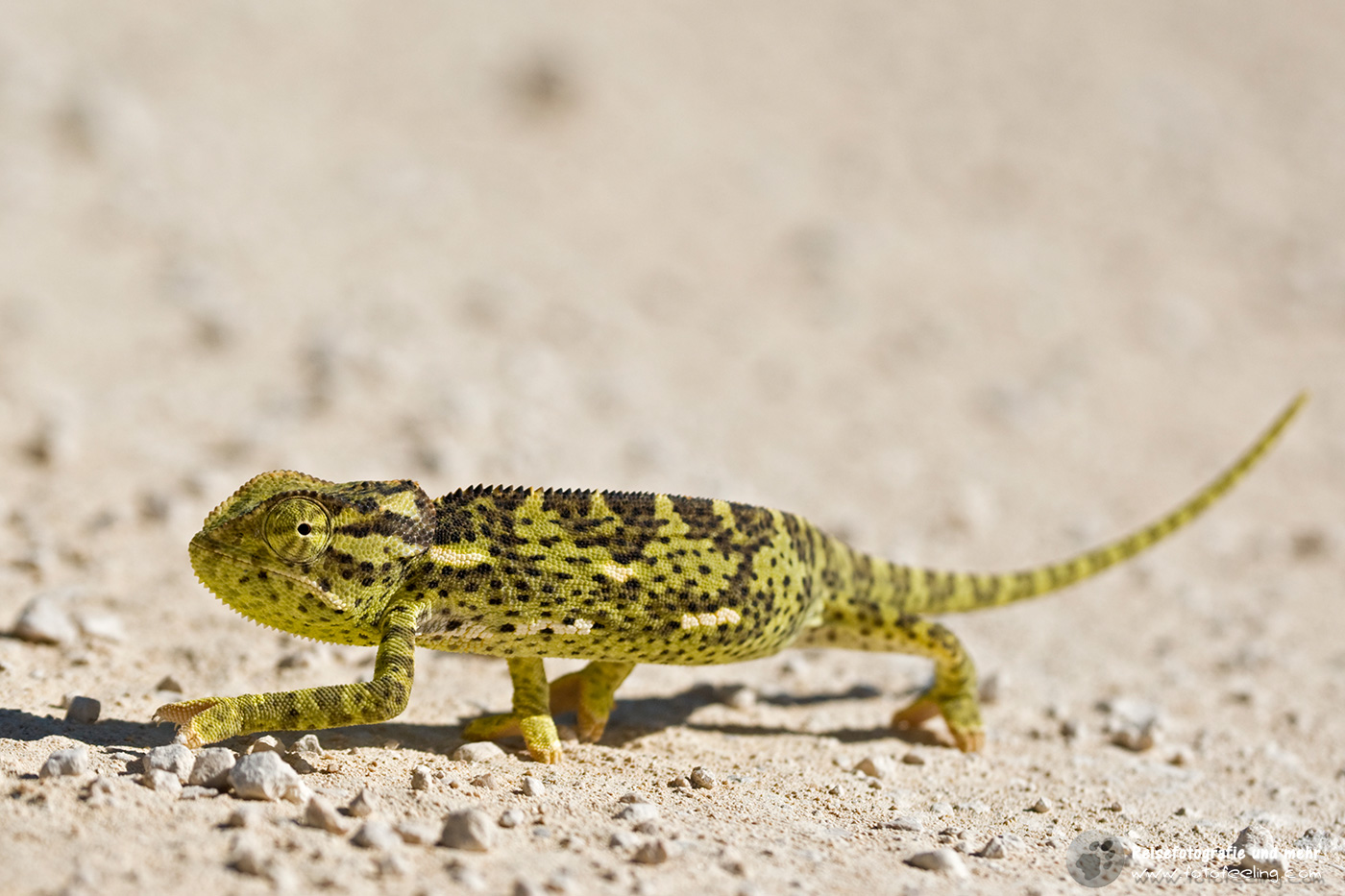 Chamäleon (Chamaeleonidae), Etosha Nationalpark
