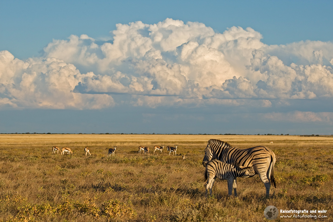 Steppenzebras (Equus quagga burchelli)