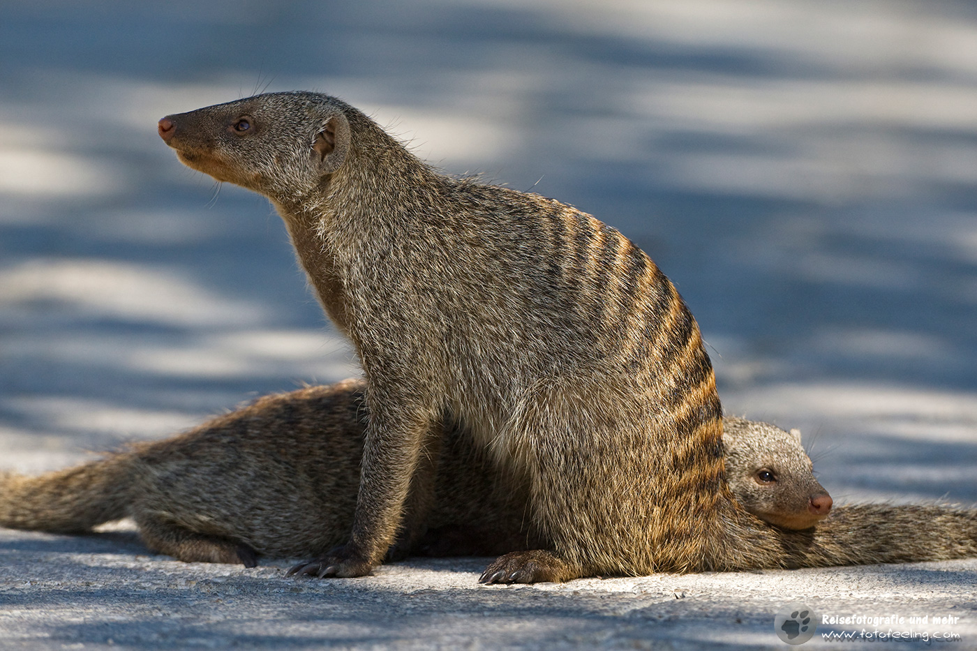 Zebramangusten (Mungos mungo)